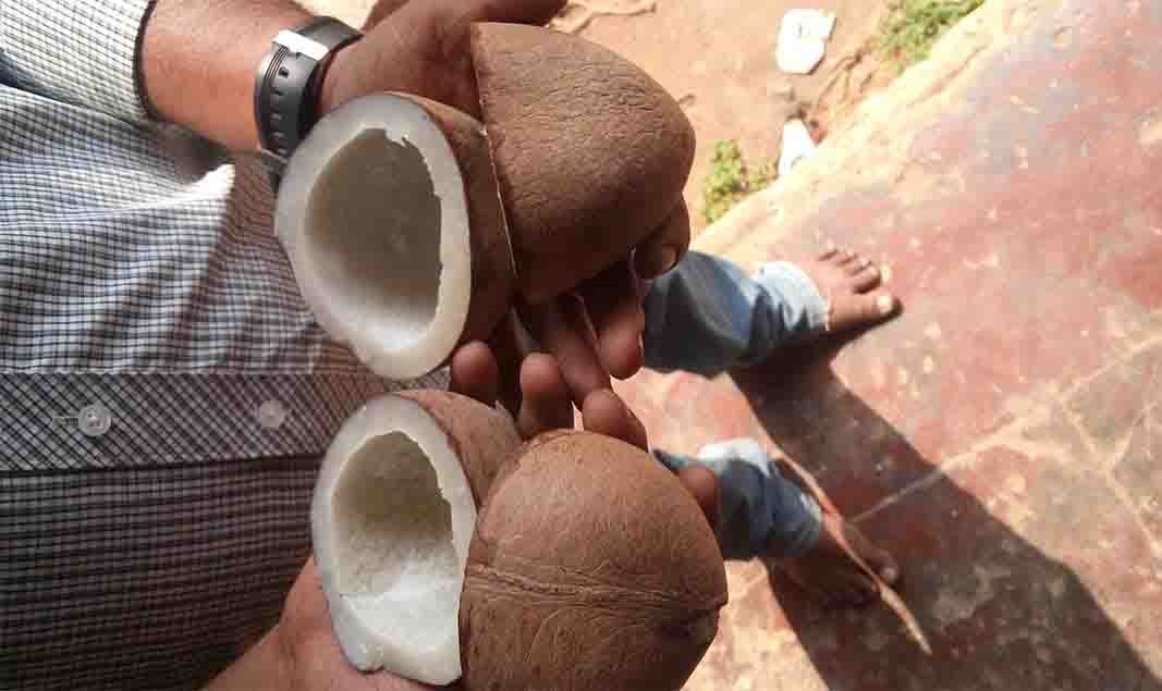 Dehydrated Coconut