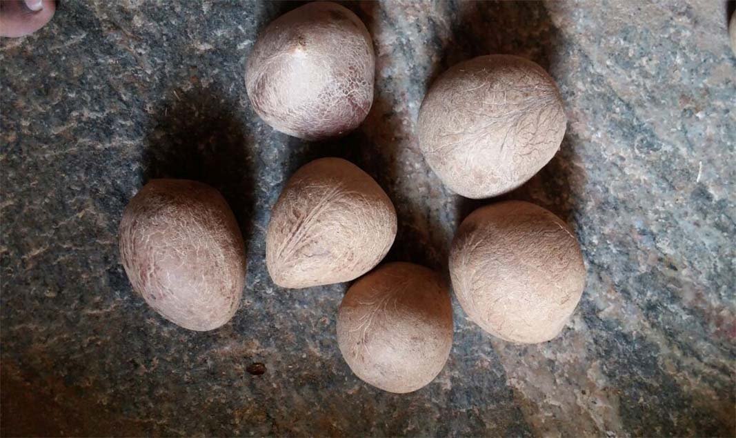 Dehydrated Coconut